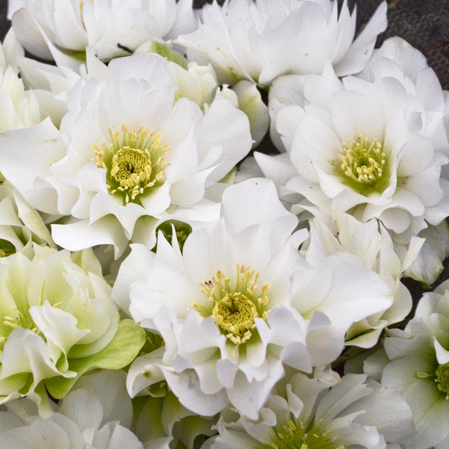 Helleborus Wedding Party� 'Wedding Bells' - from Hoffie Nursery