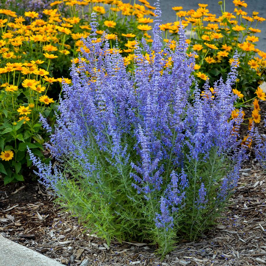 Perovskia atriplicifolia 'Denim 'n Lace' - Russian Sage from Hoffie Nursery