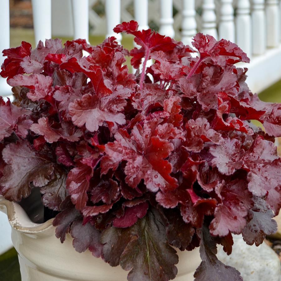 Heuchera Dolce 'Cherry Truffles' - Coral Bells from Hoffie Nursery