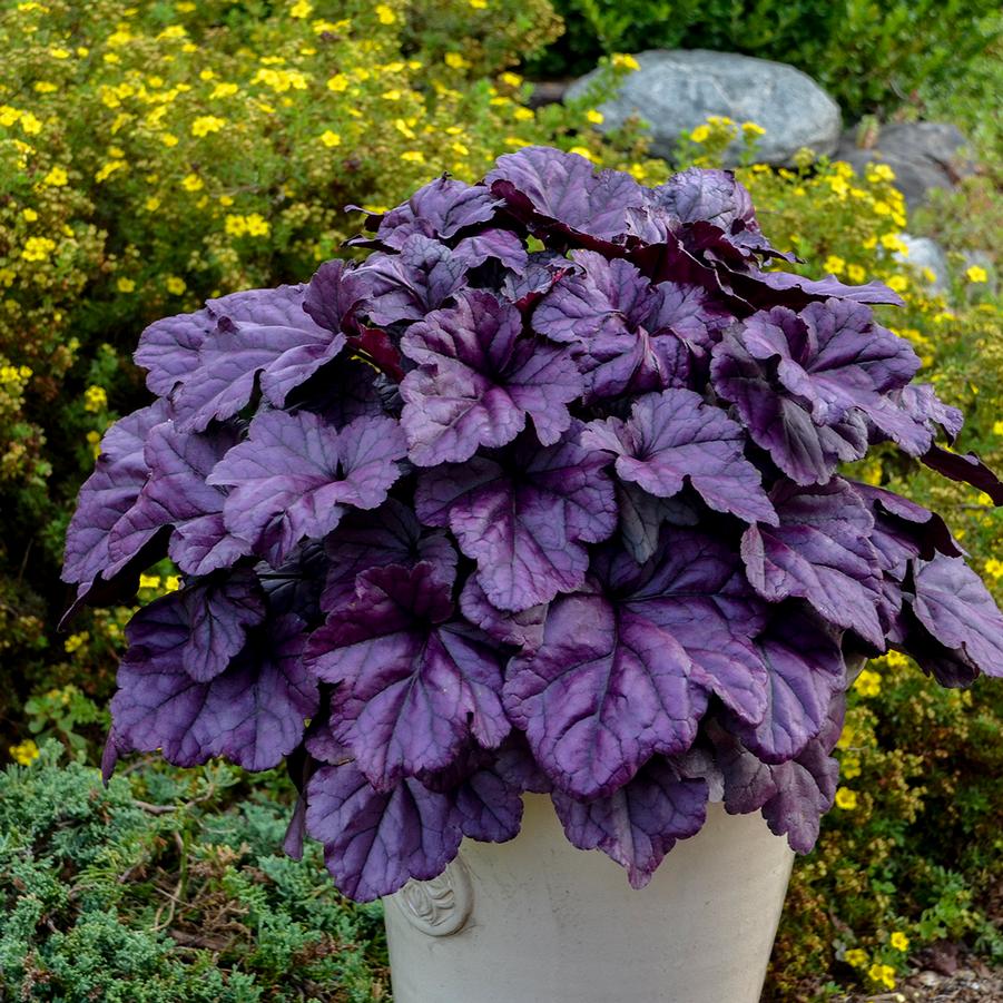 Heuchera Dolce 'Wildberry' - Coral Bells from Hoffie Nursery