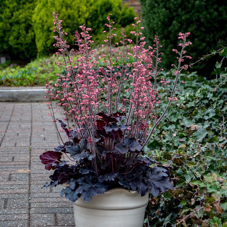 Helleborus 'Wedding Bells' from Hoffie Nursery