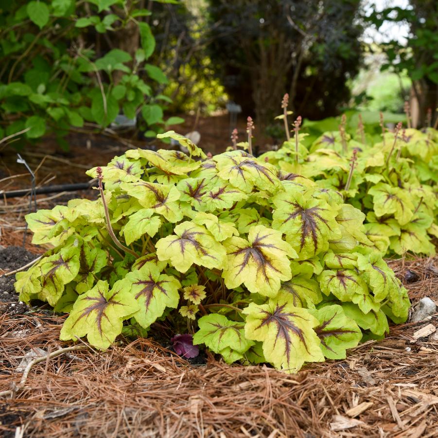 Heucherella 'Catching Fire' - Foamy Bells from Hoffie Nursery