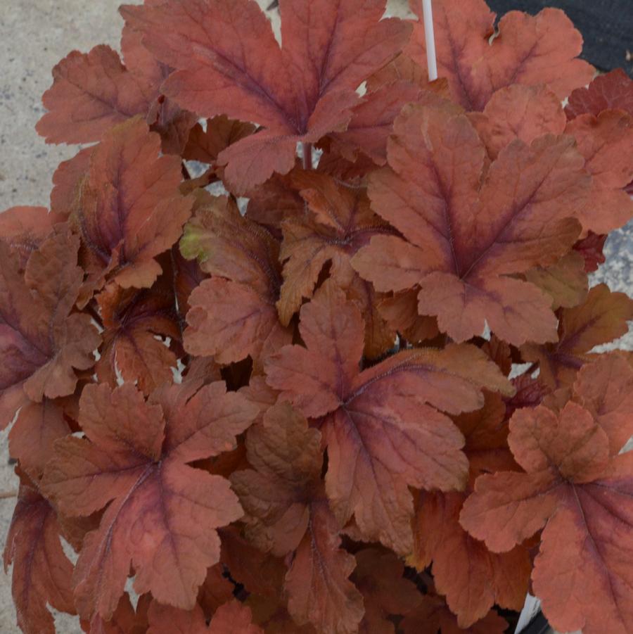 Heucherella 'Pumpkin Spice' - Foamy Bells from Hoffie Nursery