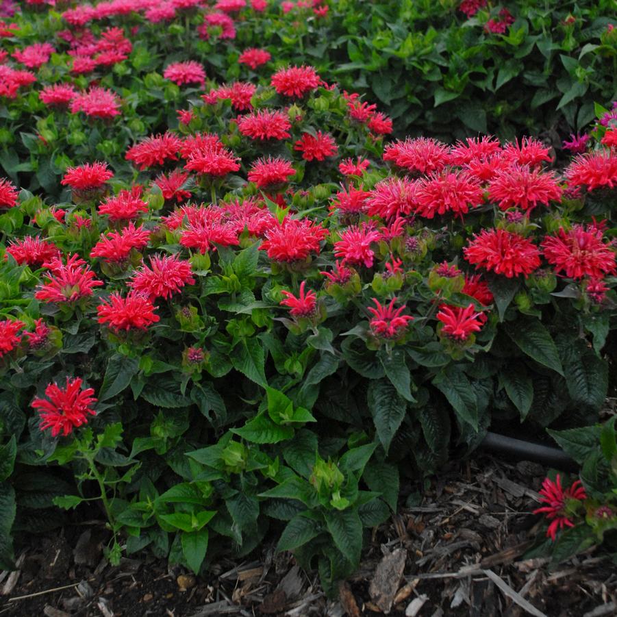 Monarda didyma 'Pardon My Cerise' - Bee Balm from Hoffie Nursery