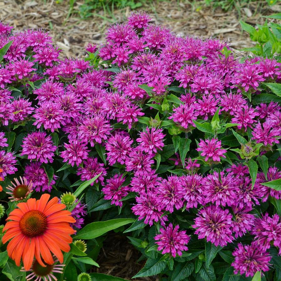 Monarda didyma 'Pardon My Purple' didyma 'Pardon My Purple' - Bee Balm from Hoffie Nursery