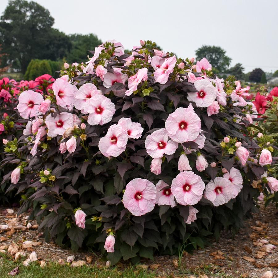Hibiscus 'Dark Mystery' - Rose Mallow from Hoffie Nursery