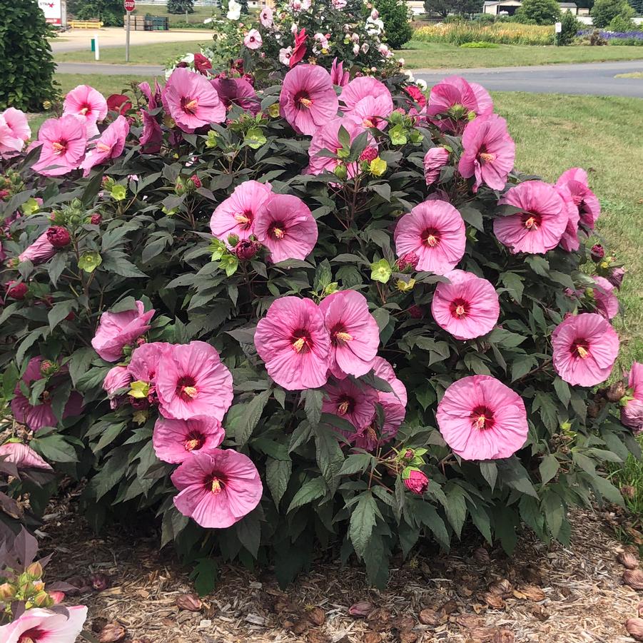 Hibiscus Summerific 'Berry Awesome' - Rose Mallow from Hoffie Nursery