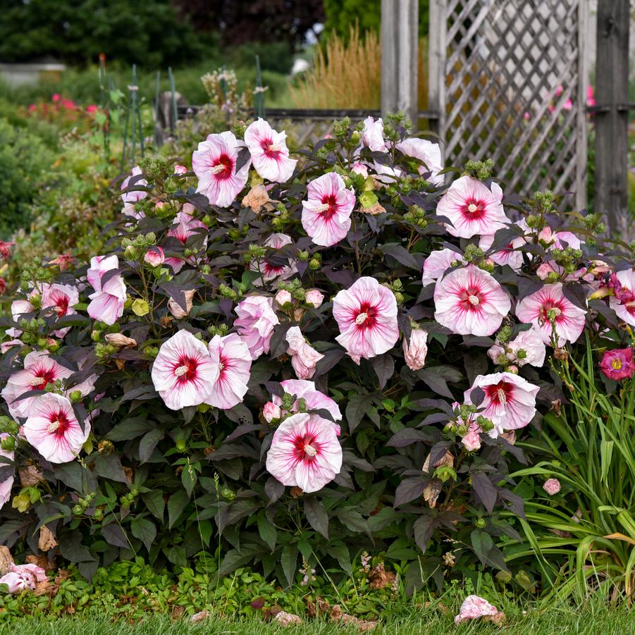 Hibiscus Summerific 'Cherry Choco Latte' - Rose Mallow from Hoffie Nursery