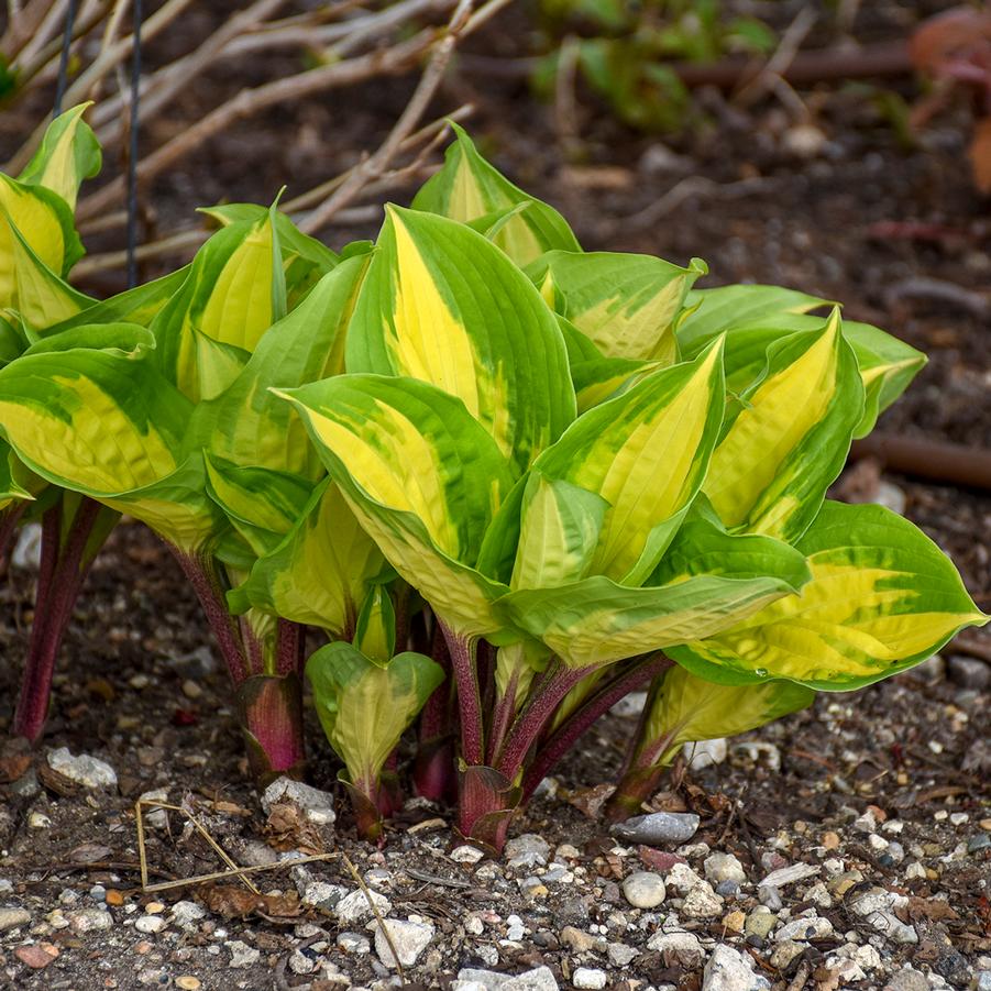 Hosta 'Island Breeze' - from Hoffie Nursery