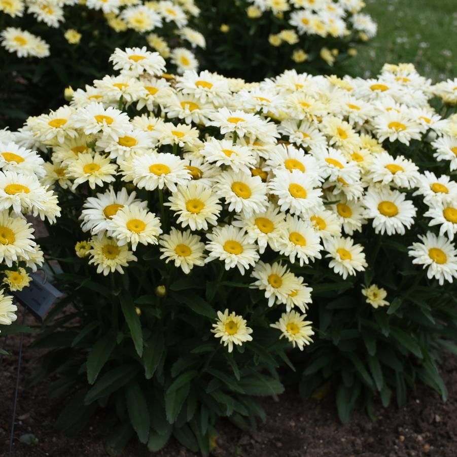 Leucanthemum Amazing Daisies 'Banana Cream II' - Shasta Daisy from Hoffie Nursery