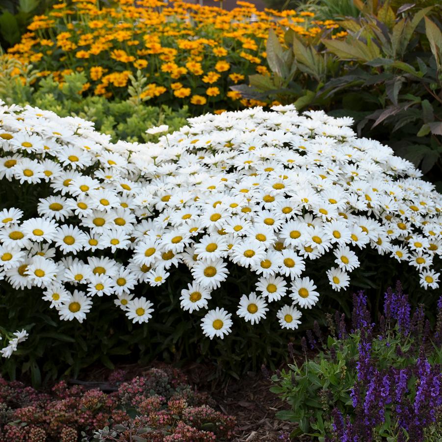 Leucanthemum Amazing Daisies 'Daisy May' - Shasta Daisy from Hoffie Nursery