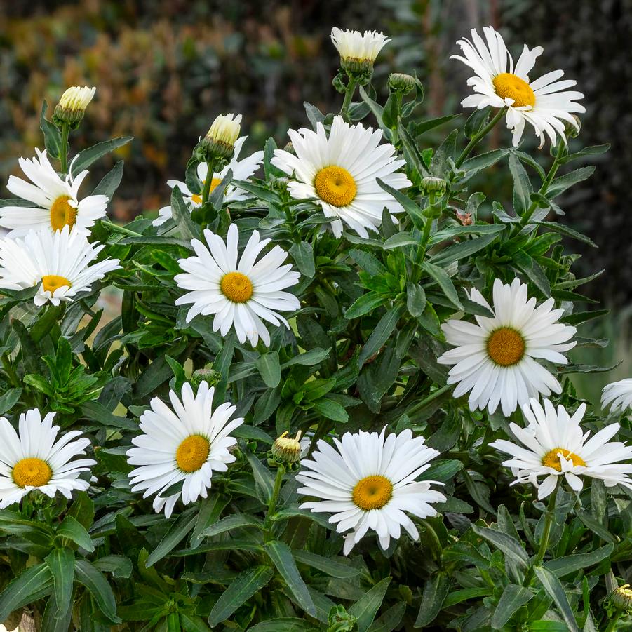 Leucanthemum 'Betsy®' - Shasta Daisy from Hoffie Nursery