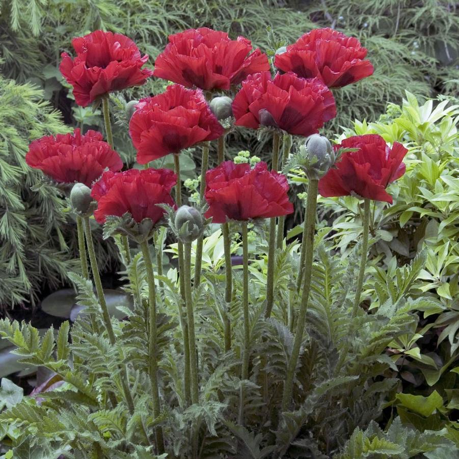 Papaver orientale 'King Kong' - Poppy from Hoffie Nursery