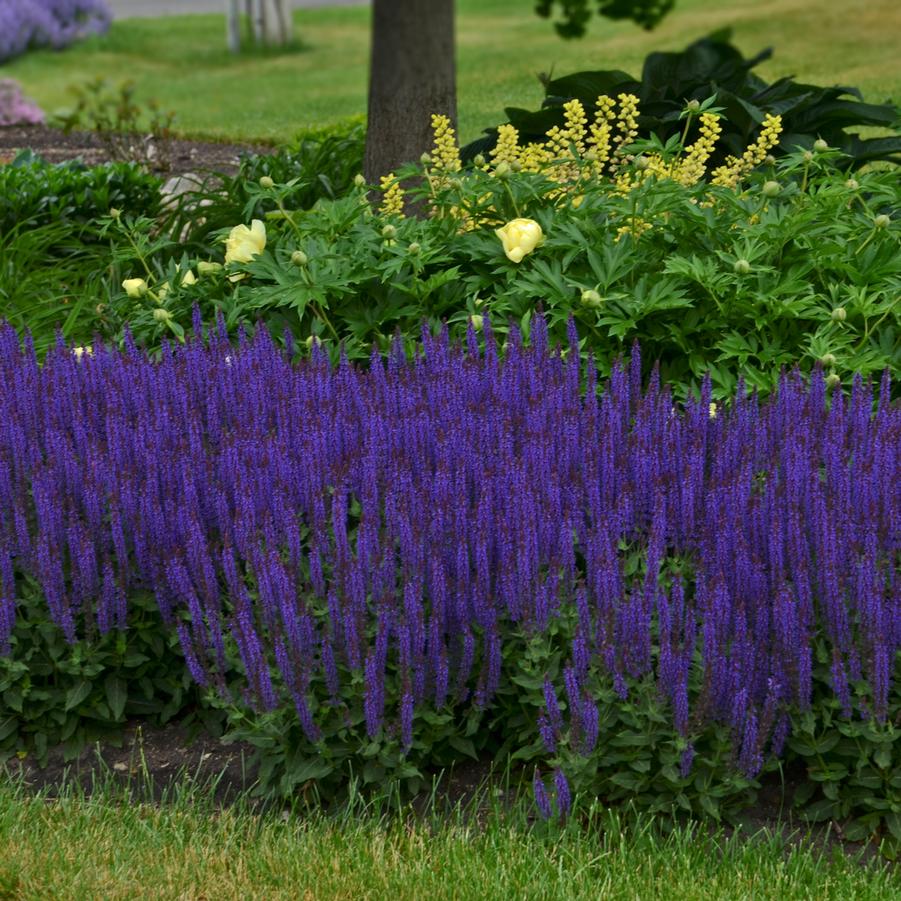 Salvia nemorosa Color Spires 'Violet Riot' - Hybrid Sage from Hoffie Nursery