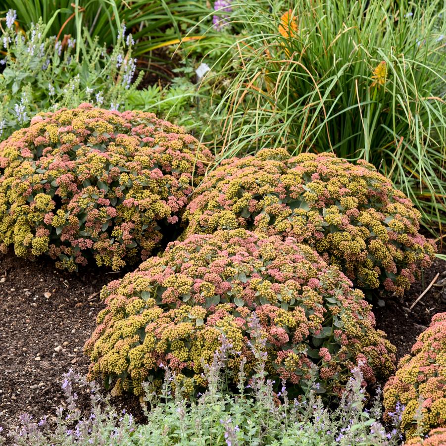 Sedum Rock 'n Grow 'Coraljade' - Stonecrop from Hoffie Nursery