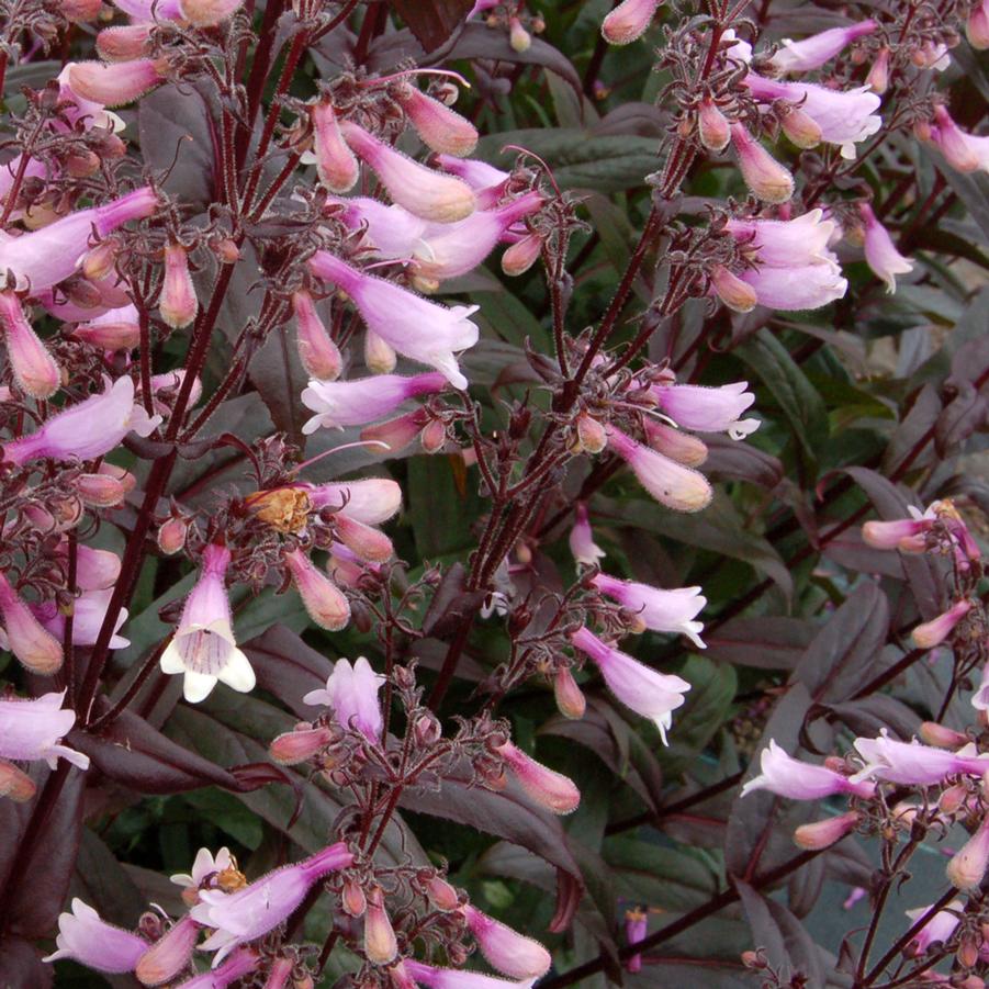 Penstemon 'Dark Towers' - Beardtongue from Hoffie Nursery