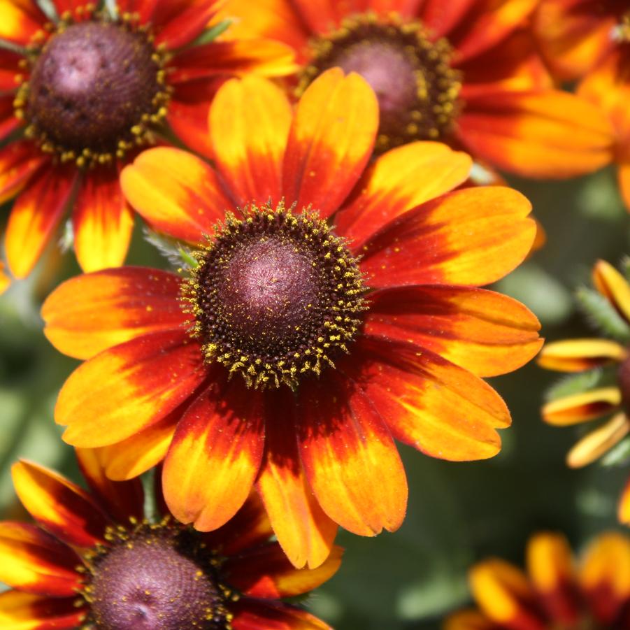 Rudbeckia 'Toto Rustic' - Fall Black-Eyed Susan from Hoffie Nursery