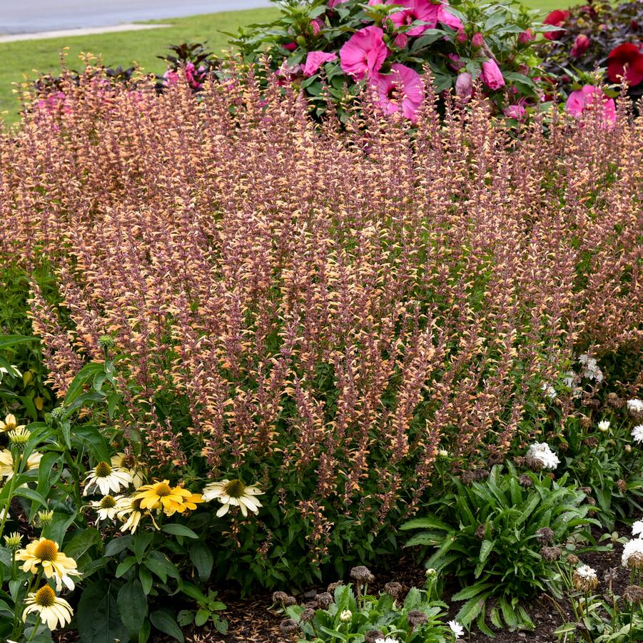 Agastache MEANT TO BE� 'Queen Nectarine' - Hyssop Anise from Hoffie Nursery