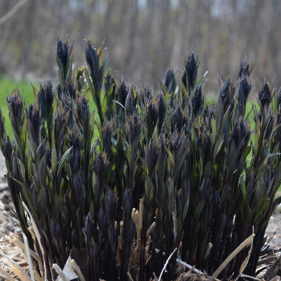 Amsonia tabermaemontana 'Storm Cloud' - Bluestar from Hoffie Nursery