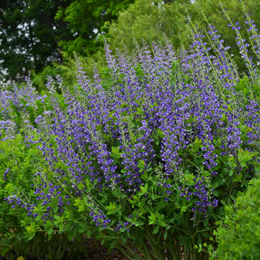 Baptisia DECADENCE® 'Blueberry Sundae' - False Indigo from Hoffie Nursery