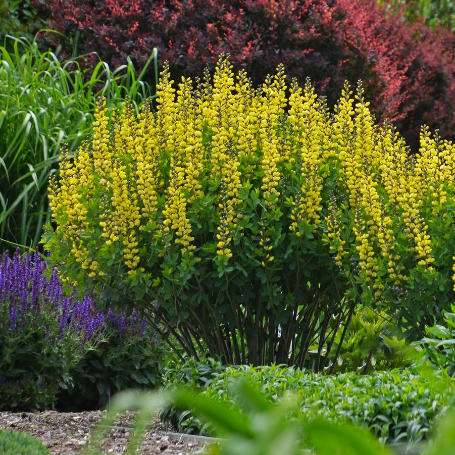 Baptisia DECADENCE® DELUXE 'Lemon Meringue' - False Indigo from Hoffie Nursery