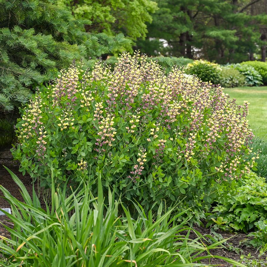 Baptisia DECADENCE® DELUXE 'Pink Lemonade' - False Indigo from Hoffie Nursery