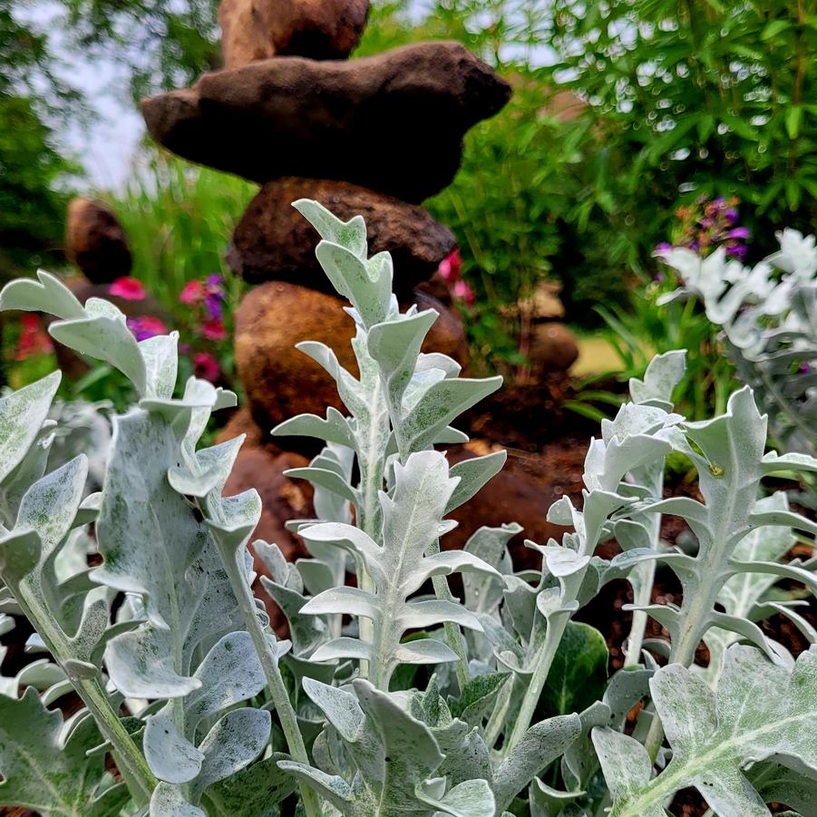 Centaurea ragusina 'Silver Swirl' - Snowflake Dusty Miller from Hoffie Nursery