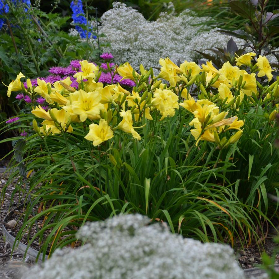 Hemerocallis RAINBOW RHYTHM� 'Going Bananas' - Daylily from Hoffie Nursery