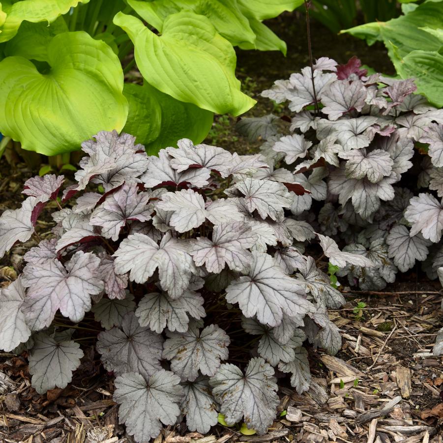 Heuchera 'Smoke and Mirrors' - Coral Bells from Hoffie Nursery