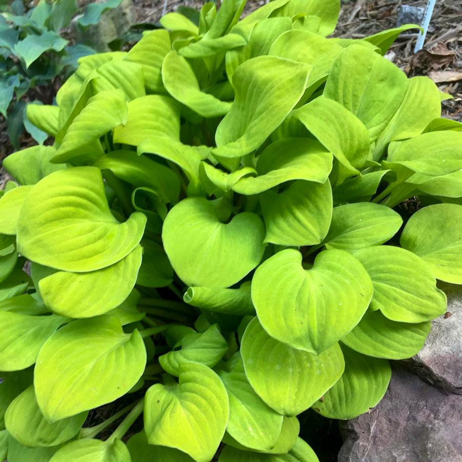 Hosta 'Sun Mouse' - Mini Hosta from Hoffie Nursery