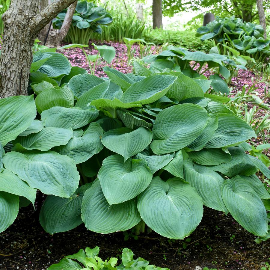 Hosta 'Big Daddy' - Hosta from Hoffie Nursery