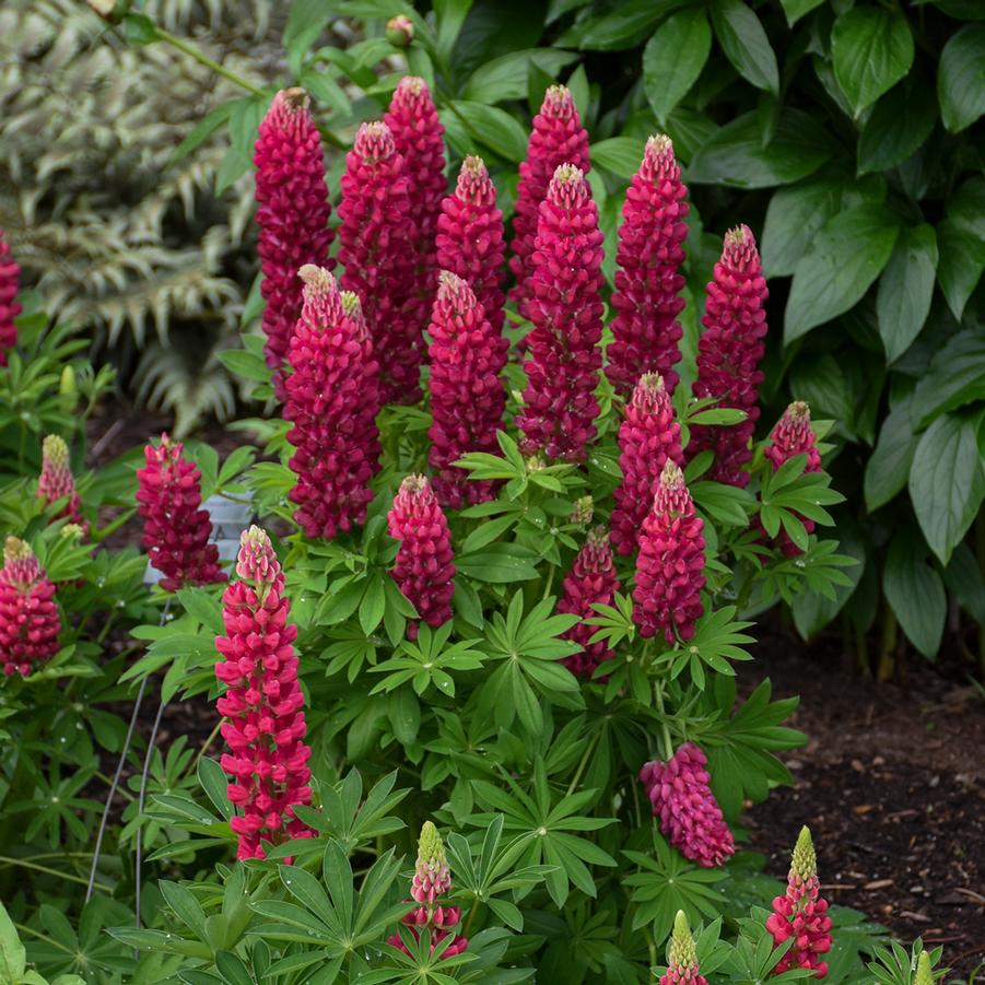 Lupinus 'Gallery Red' - Lupine from Hoffie Nursery