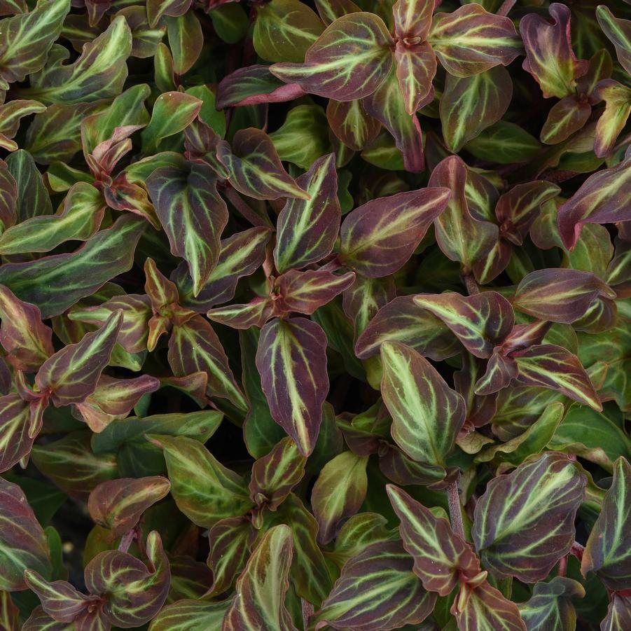 Lysimachia alfredii 'Night Light' - Moneywort from Hoffie Nursery