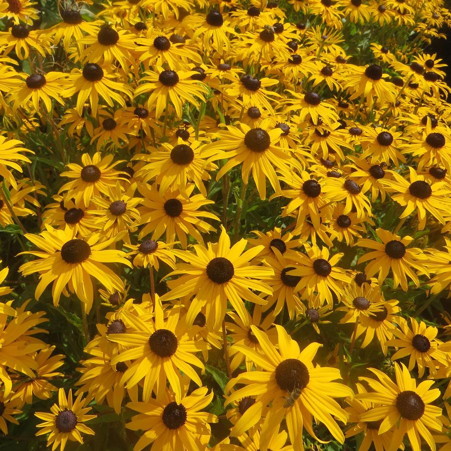 Rudbeckia fulgida v. sullivantii 'Goldblitz' - Black-Eyed Susan from Hoffie Nursery