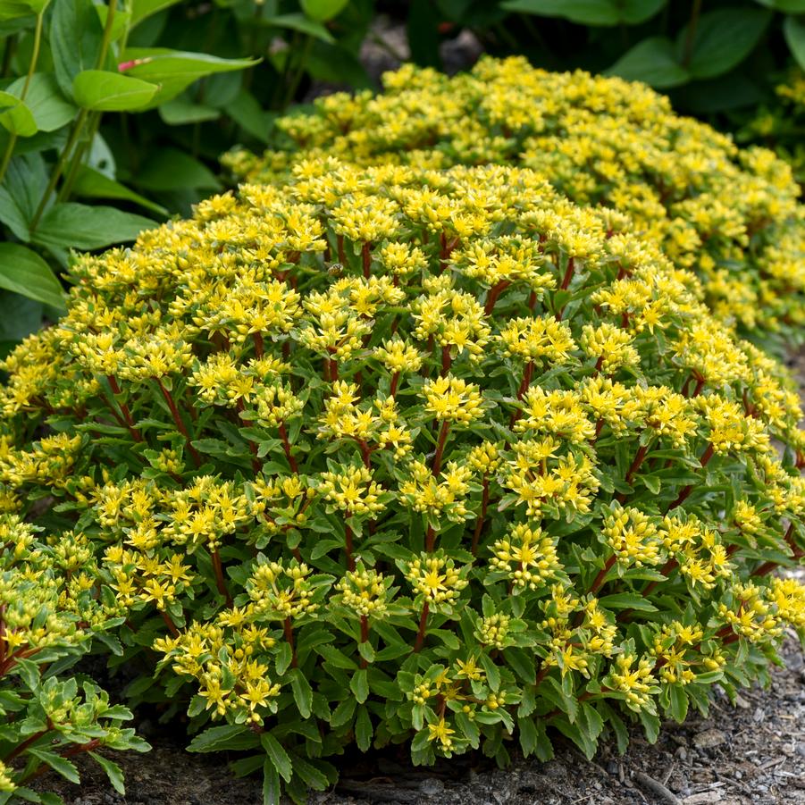 Sedum ROCK 'N ROUND® 'Bright Idea' ROCK 'N ROUND® ROCK 'N ROUND® - Stonecrop from Hoffie Nursery