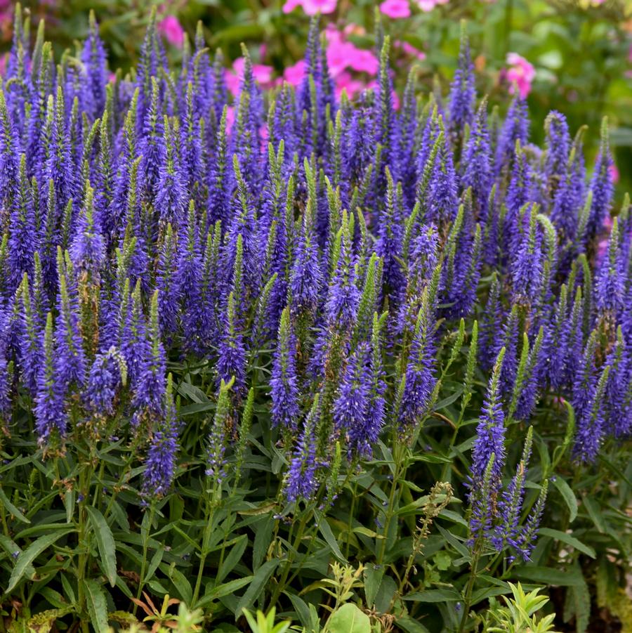 Veronica MAGIC SHOW® 'Ever After' MAGIC SHOW® - Spike Speedwell from Hoffie Nursery