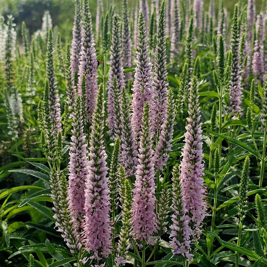 Veronica Moody Blues� 'Pink' - Speedwell from Hoffie Nursery