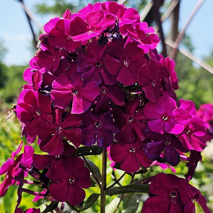 Phlox paniculata LUMINARY® 'Ultraviolet' - Garden Phlox from Hoffie Nursery