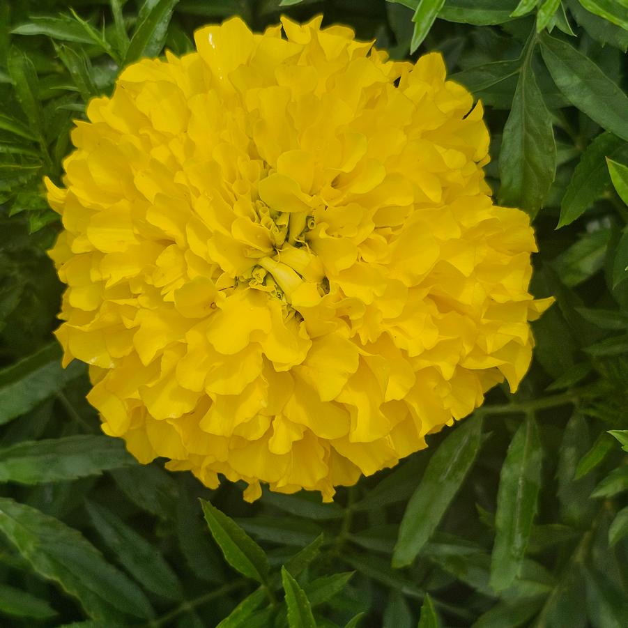 Marigold 'Inca II' - African Marigold from Hoffie Nursery