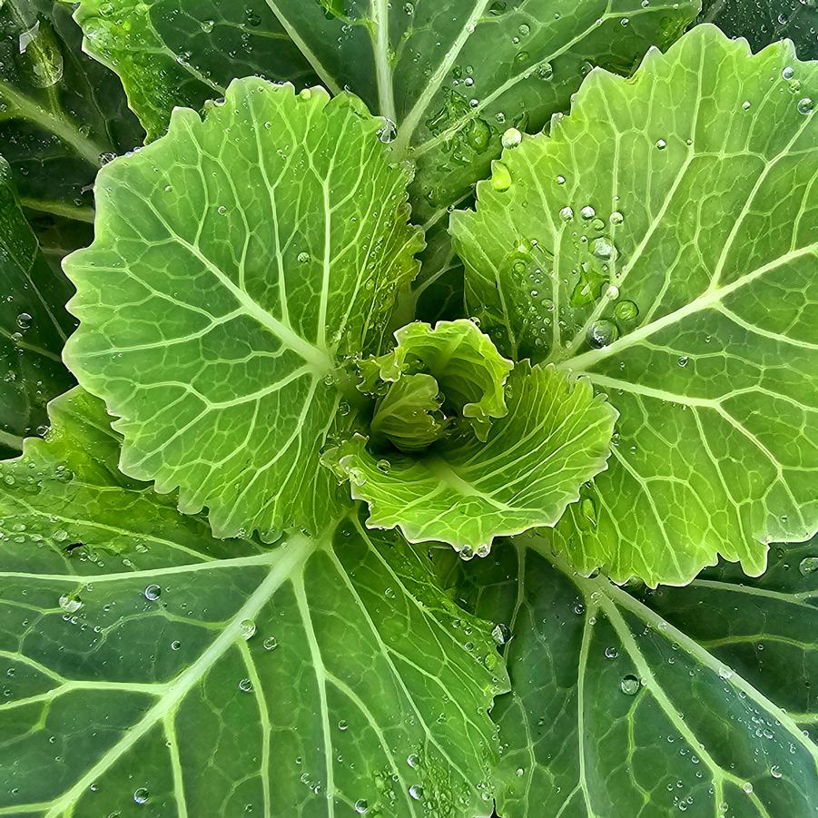 Kale Piegeon 'Victoria' - Brassica oleracea from Hoffie Nursery