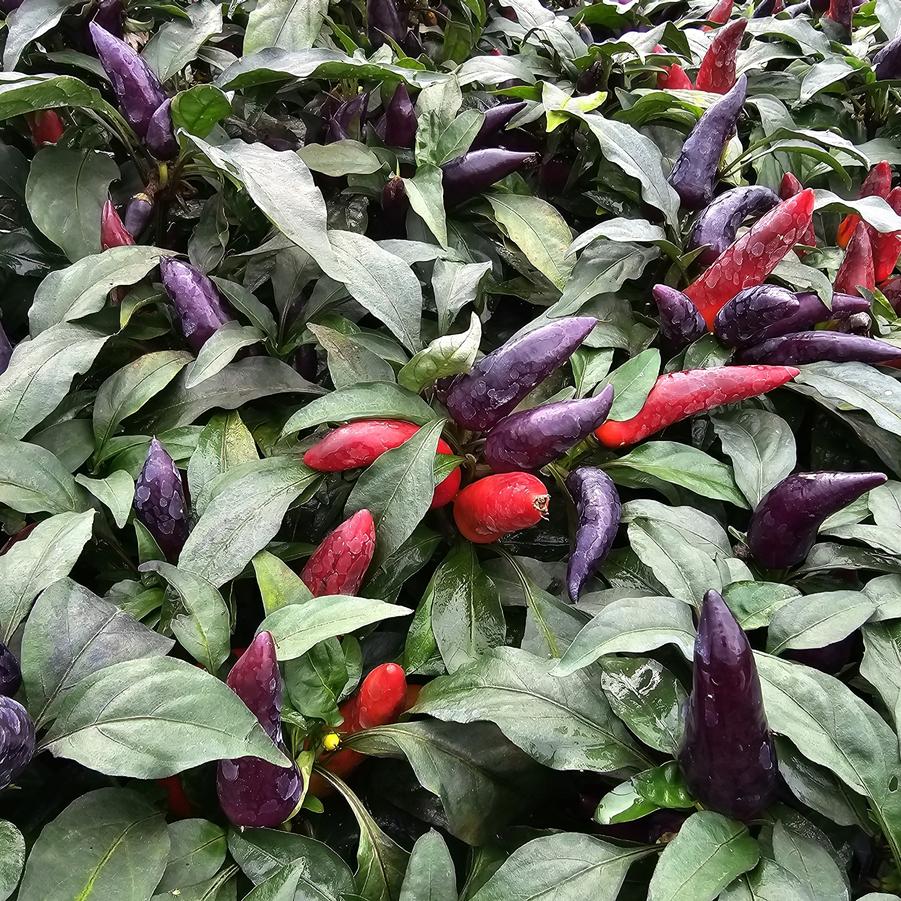 Ornamental Pepper 'Midnight Fire' - from Hoffie Nursery