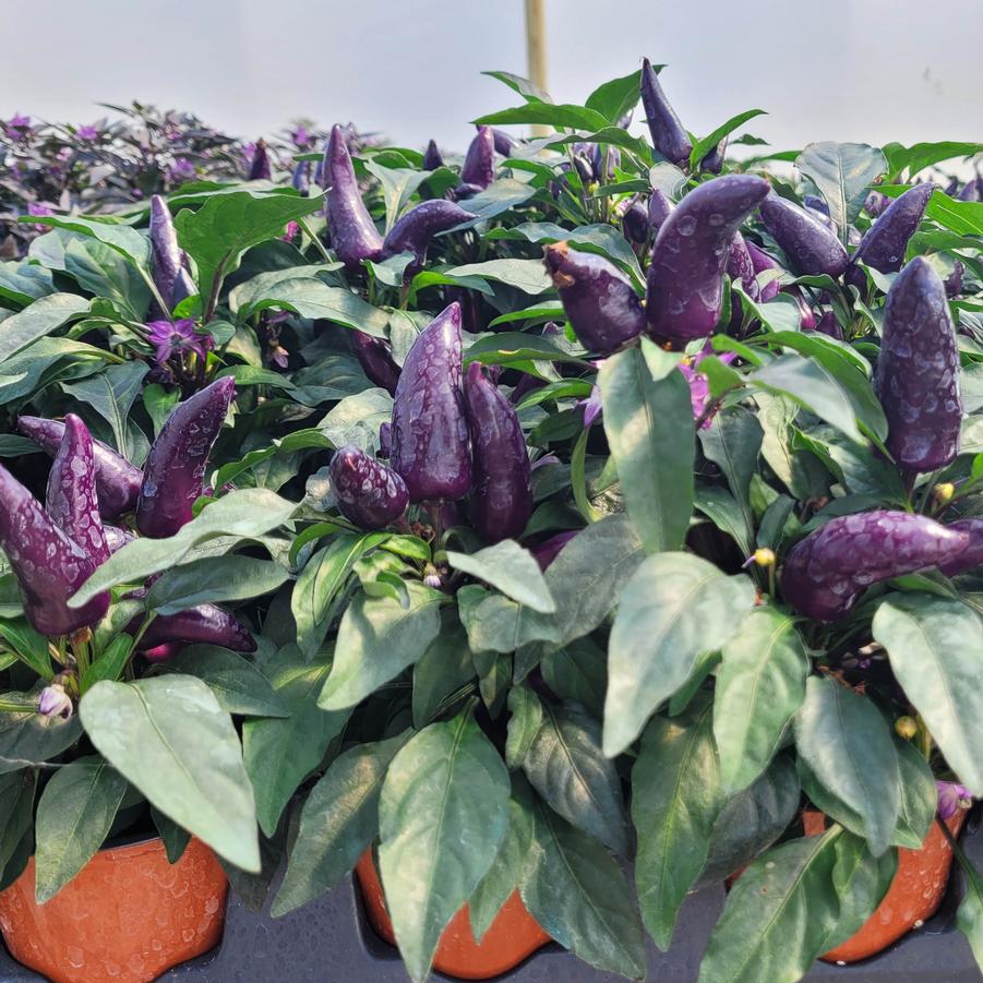 Ornamental Pepper 'Wicked' - from Hoffie Nursery