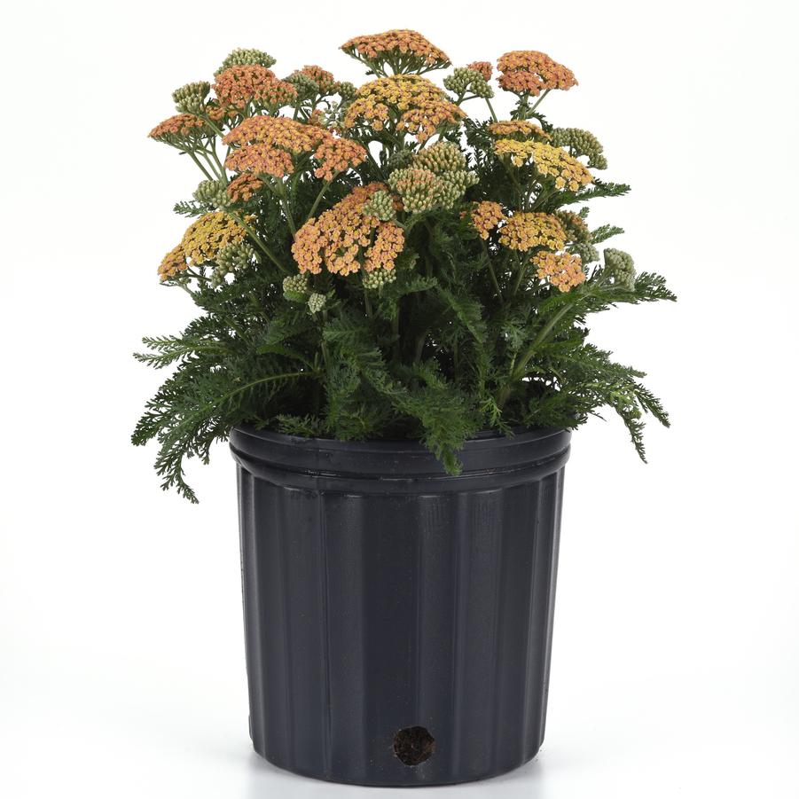Achillea Terra Cotta New Vintage - Yarrow from Hoffie Nursery