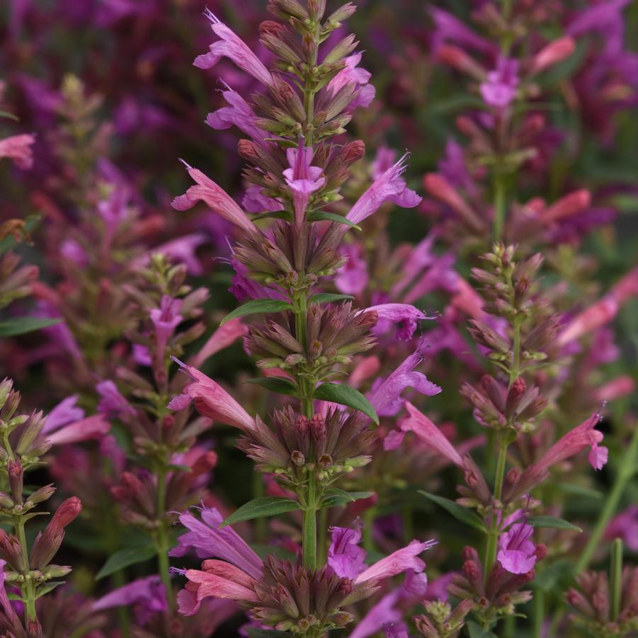 Agastache mexicana Summerlong™ 'Magenta' - Mexican Giant Hyssop from Hoffie Nursery