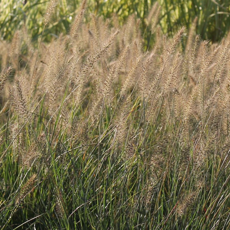 Pennisetum alopecuroides Hameln