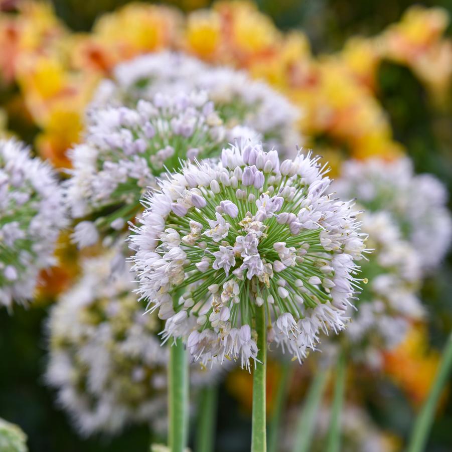 Allium 'Bobblehead' - Ornamental Onion from Hoffie Nursery
