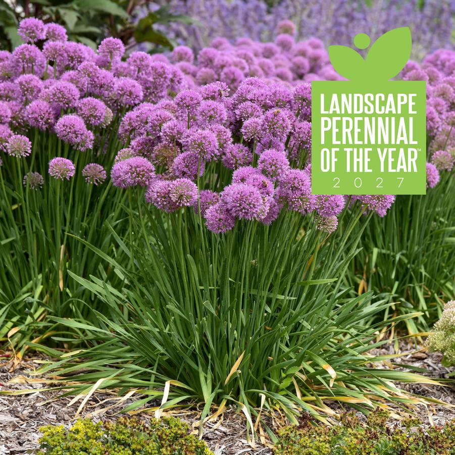 Allium 'Serendipity' - Ornamental Onion from Hoffie Nursery