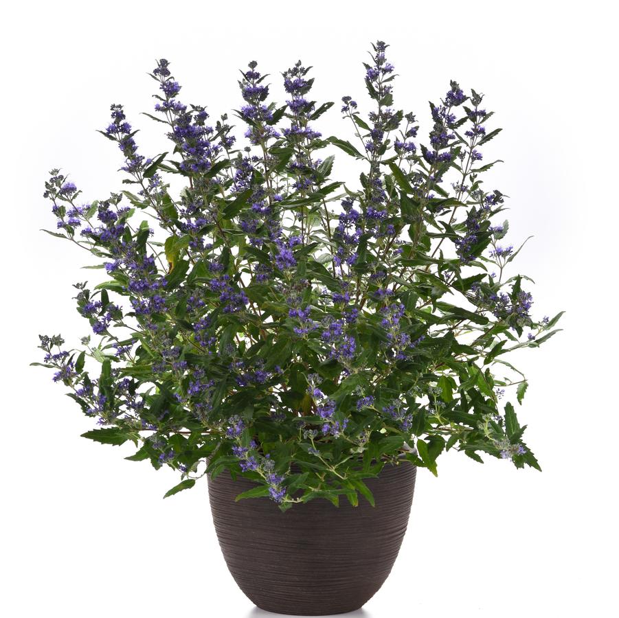 Caryopteris incana 'Pavilion Pink' - Pink Caryopteris from Hoffie Nursery