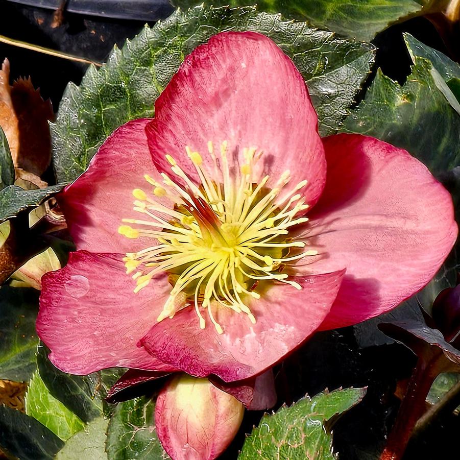 Helleborus Frostkiss® Frostkiss® 'Elemental' - Lenten Rose from Hoffie Nursery