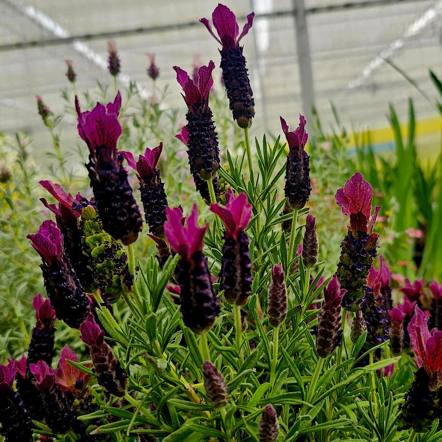 Lavandula stoechas 'Anouk Burgundy' - Spanish Lavender from Hoffie Nursery